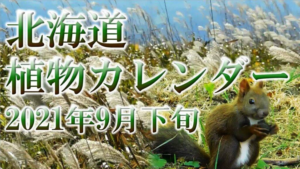 【北海道】植物カレンダー2021年9月下旬