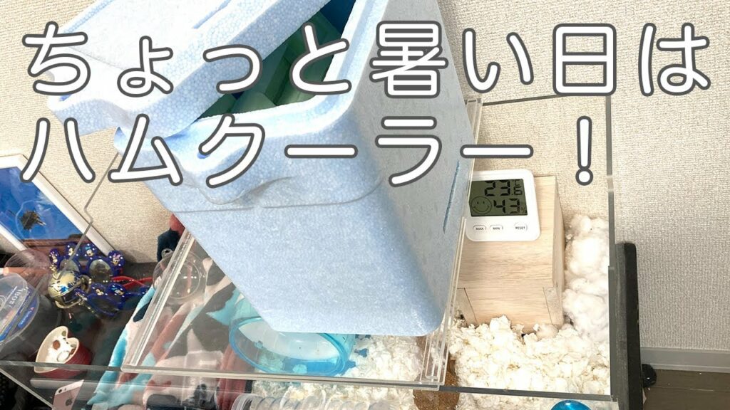 【ハムスター】ちょっと暑い日はハムクーラーで暑さ対策!
