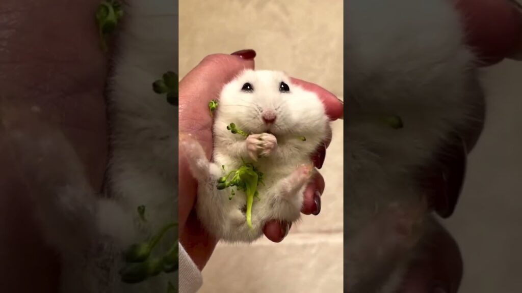 ブロッコリーまみれになるハムスターが可愛い【ててらぼペット部】