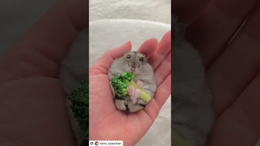 ブロッコリーラッコ食べするハムスターが可愛い【ててらぼペット部】