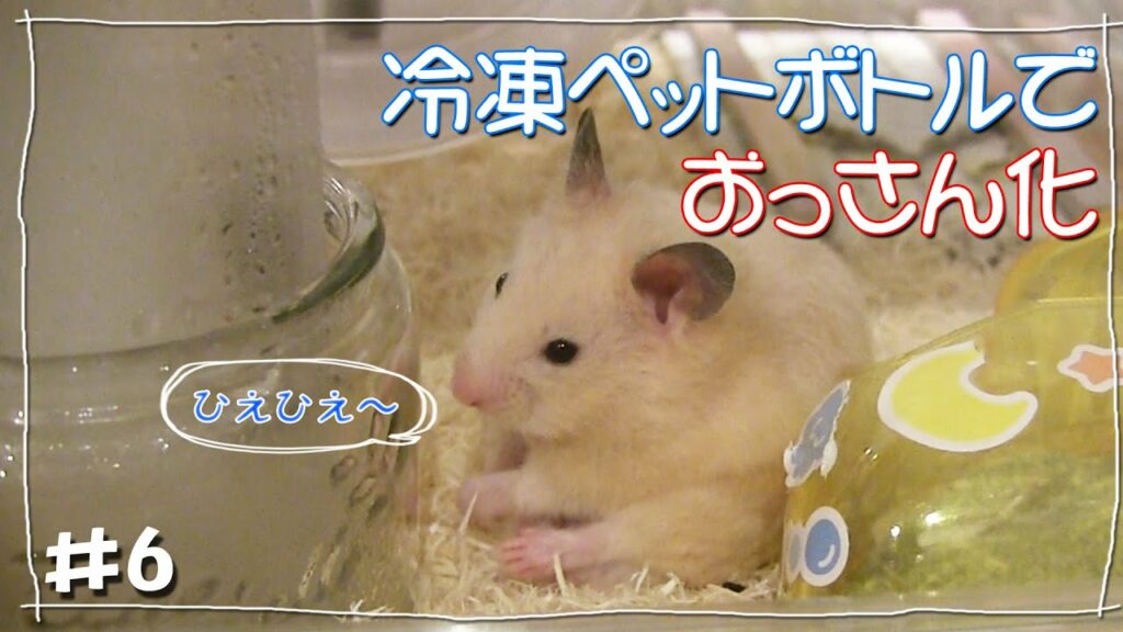 【ハムスター夏の暑さ対策】冷凍ペットボトルで★度下がったら、おっさん化??