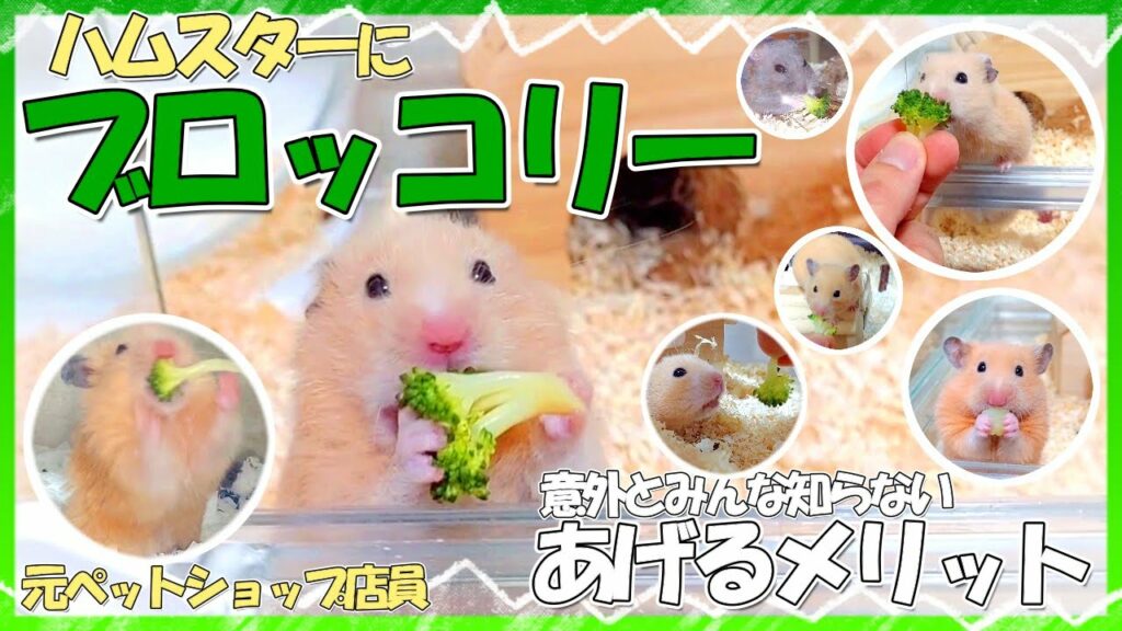 意外とみんな知らないハムスターにブロッコリーをあげるメリット【元ペットショップ店員】